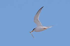 Zwergseeschwalbe mit Fisch auf dem Rückflug zum Nistplatz, Foto: Theo Kind, Schutzstation Wattenmeer