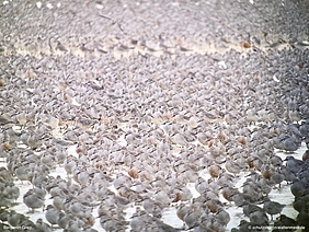 Blick durch das Fernrohr auf einen Vogelschwarm.