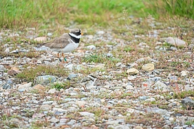 Beringter Sandregenpfeifer und Jungvogel