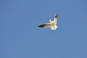 Lachmöwe im Flatterflug