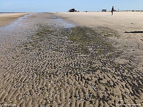 Tote Heringe wurden vor St. Peter-Ording angespült.